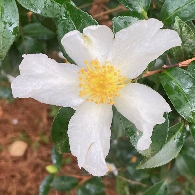 Camellia sasanqua
